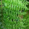 Nephrolepis "Verona Lace" – Bild 3