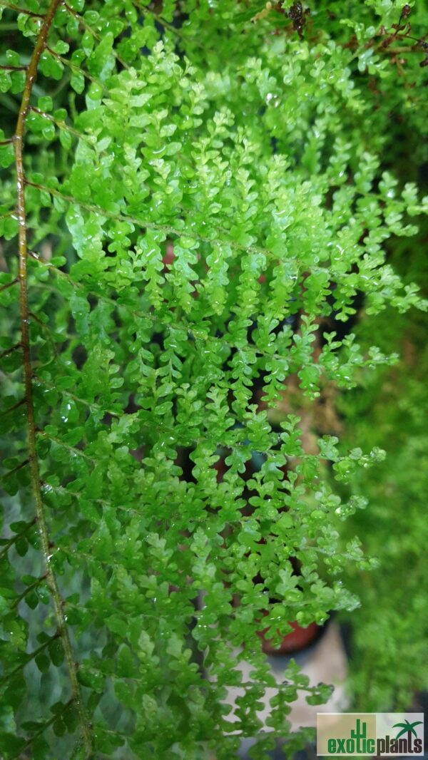 Nephrolepis 