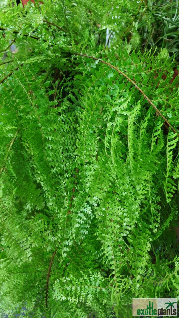 Nephrolepis 