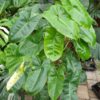 Philodendron "Burle Marx" (Unikat)