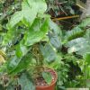 Philodendron "Burle Marx" (Unikat) – Bild 2