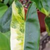 Philodendron "Burle Marx" (Unikat) – Bild 3