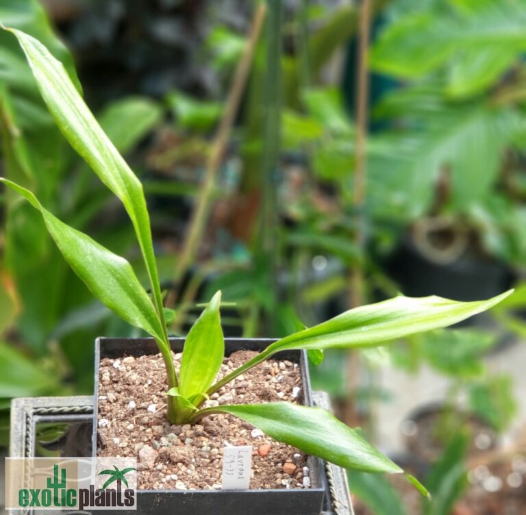 Sansevieria concinna ‘Dwarf Spoon Leaf‘ (Lav 05933) ExoticPlants