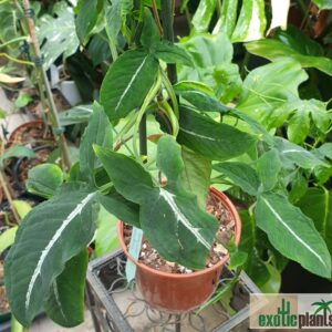 Syngonium wendlandii