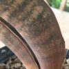 Sanseviera hallii 'Pink Bat' – Bild 2
