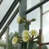 Echinopsis pachanoi