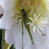Echinopsis pachanoi – Bild 2