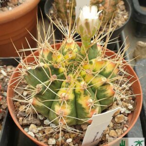 Gymnocalycium anisitsii var. variegata – Bild 3
