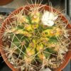Gymnocalycium anisitsii var. variegata – Bild 4
