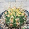 Gymnocalycium anisitsii var. variegata