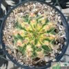 Gymnocalycium anisitsii var. variegata – Bild 2