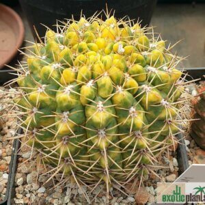 Gymnocalycium baldianum var. variegata