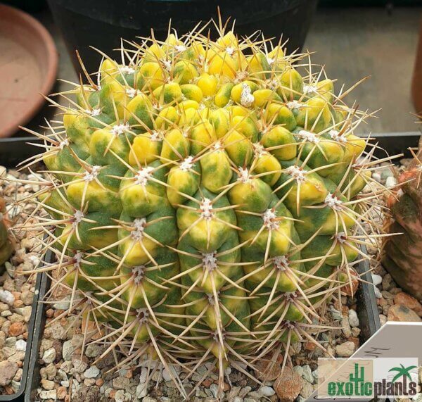 Gymnocalycium baldianum var. variegata