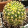 Gymnocalycium baldianum var. variegata – Bild 2