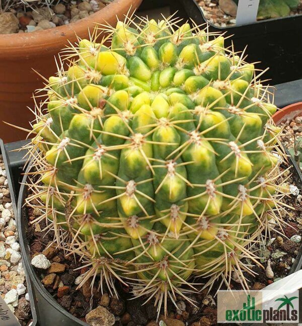 Gymnocalycium baldianum var. variegata – Bild 2
