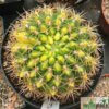 Gymnocalycium baldianum var. variegata – Bild 3