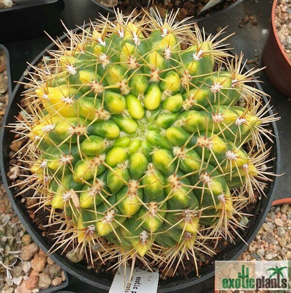 Gymnocalycium baldianum var. variegata – Bild 3