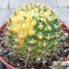Gymnocalycium baldianum var. variegata – Bild 4