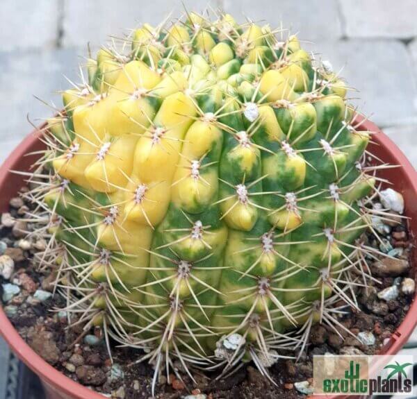 Gymnocalycium baldianum var. variegata – Bild 4