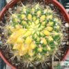 Gymnocalycium baldianum var. variegata – Bild 5