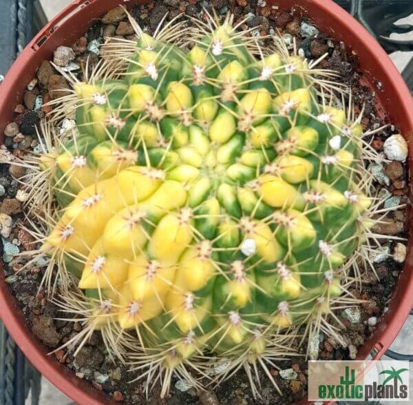Gymnocalycium baldianum var. variegata – Bild 5