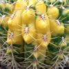 Gymnocalycium baldianum var. variegata – Bild 6