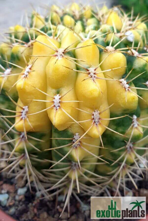 Gymnocalycium baldianum var. variegata – Bild 6