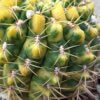 Gymnocalycium baldianum var. variegata – Bild 7