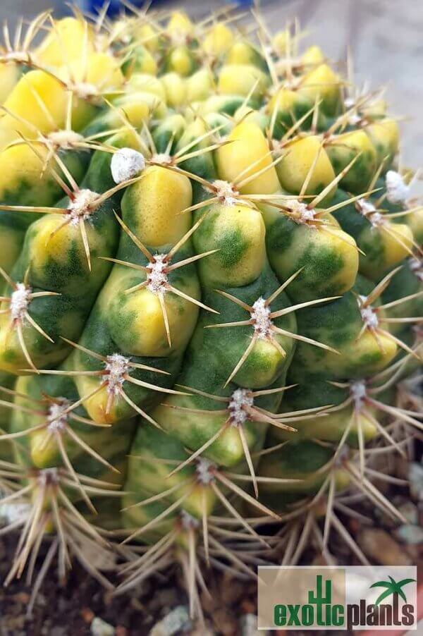 Gymnocalycium baldianum var. variegata – Bild 7