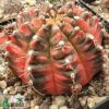 Gymnocalycium mihanovichii f. variegatum – Bild 6