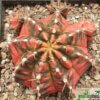 Gymnocalycium mihanovichii f. variegatum – Bild 5