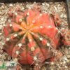 Gymnocalycium mihanovichii f. variegatum – Bild 4