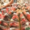Gymnocalycium mihanovichii f. variegatum – Bild 3