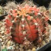 Gymnocalycium mihanovichii f. variegatum