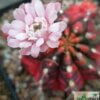 Gymnocalycium mihanovichii f. variegatum – Bild 7
