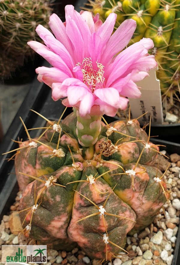 Gymnocalycium paraguayense variegata