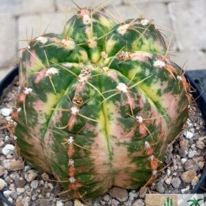 Gymnocalycium paraguayense variegata – Bild 2