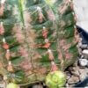 Gymnocalycium paraguayense variegata – Bild 3