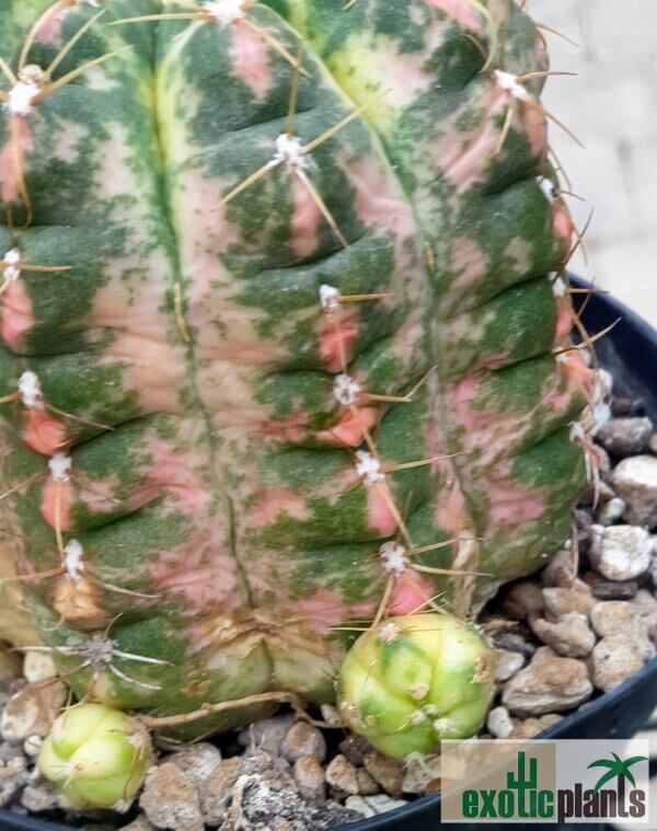 Gymnocalycium paraguayense variegata – Bild 3