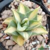 Agave potatorum v. verschaffeltii variegata 'Medio-picta' – Bild 5