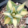 Agave potatorum v. verschaffeltii variegata 'Medio-picta' – Bild 4