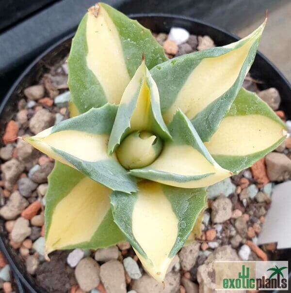 Agave potatorum v. verschaffeltii variegata 'Medio-picta' – Bild 4
