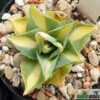 Agave potatorum v. verschaffeltii variegata 'Medio-picta' – Bild 3