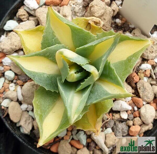 Agave potatorum v. verschaffeltii variegata 'Medio-picta' – Bild 3