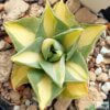 Agave potatorum v. verschaffeltii variegata 'Medio-picta' – Bild 2