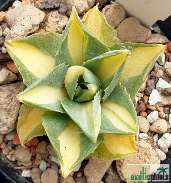 Agave potatorum v. verschaffeltii variegata 'Medio-picta' – Bild 2