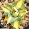 Agave potatorum v. verschaffeltii variegata 'Medio-picta'