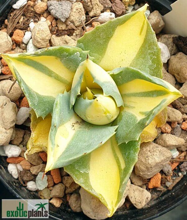 Agave potatorum v. verschaffeltii variegata 'Medio-picta'