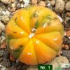 Astrophytum asterias f. variegatum – Bild 2