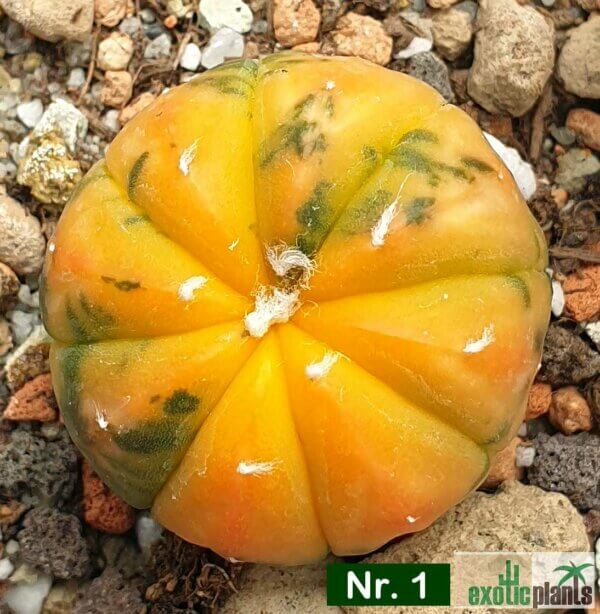 Astrophytum asterias f. variegatum – Bild 2